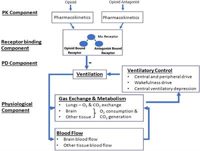 Comparison of intranasal naloxone and intranasal nalmefene in a translational model assessing the impact of synthetic opioid overdose on respiratory depression and cardiac arrest